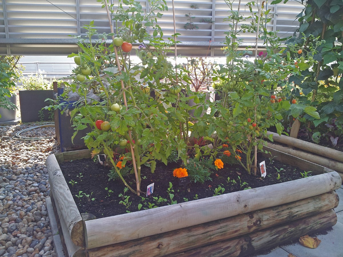 ירקות, פירות ותבלינים על גג בנין משרדים - 35 מ"ר